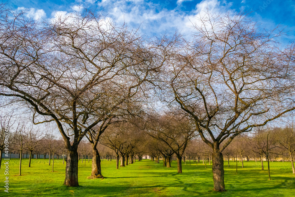 Great view of the popular avenue of leafless Japanese ornamental cherry trees (Prunus serrulata) in the famous garden of the Schwetzingen Palace in Germany during winter on a sunny day with blue sky. Great view of the popular avenue of leafless Japanese ornamental cherry trees (Prunus serrulata) in the famous garden of the Schwetzingen Palace in Germany during winter on a sunny day with blue sky.