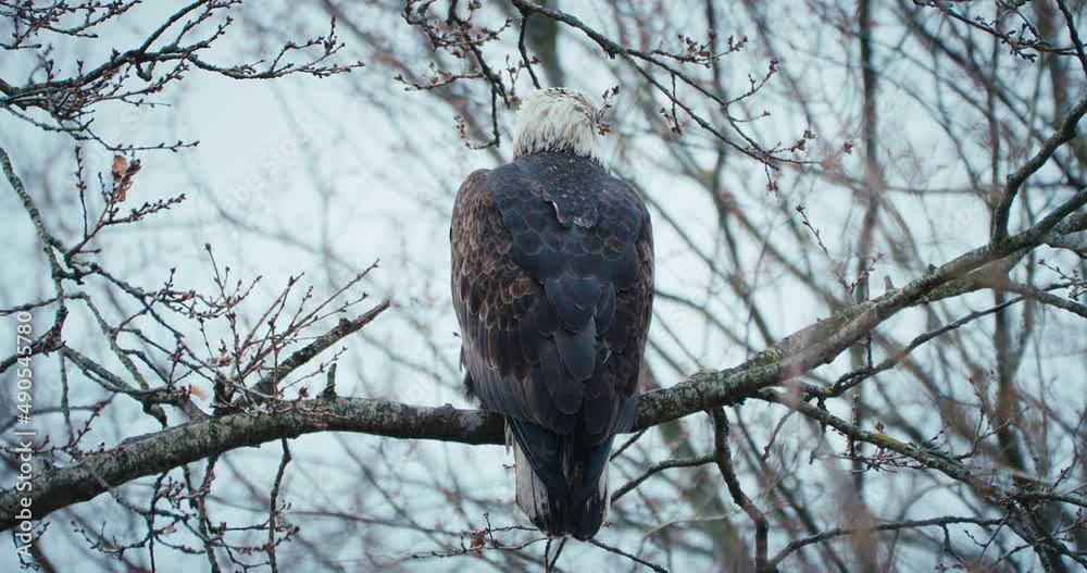Bald Eagle sits among branches as other eagles fly overhead Bald Eagle sits among branches as other eagles fly overhead