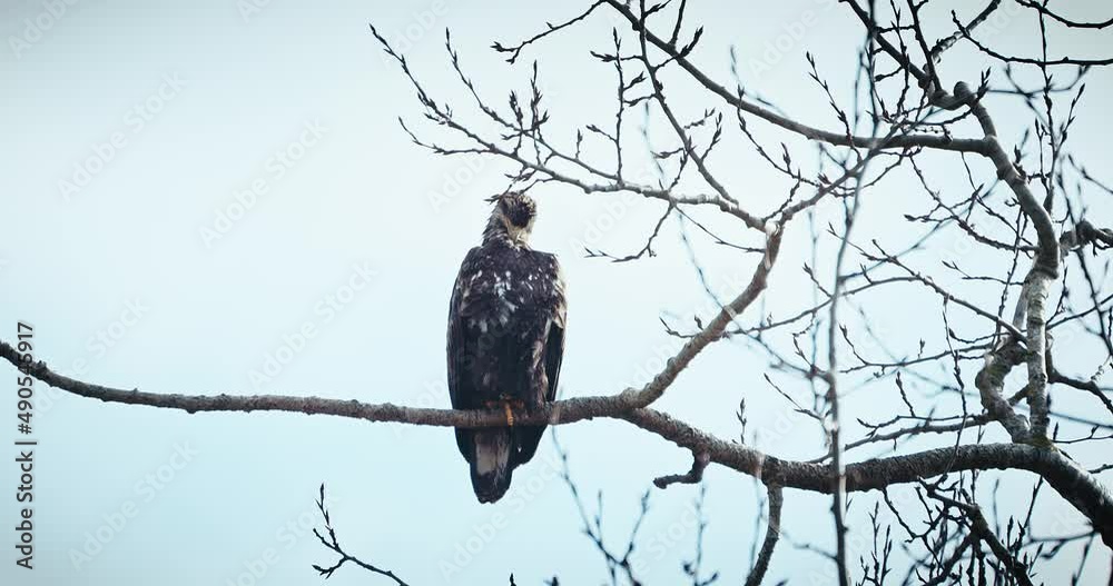Young Bald Eagle pruning neck feathers with beak Young Bald Eagle pruning neck feathers with beak