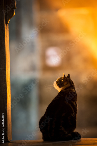 A cat sits in Istanbul's Hagia Sophia Cathedral