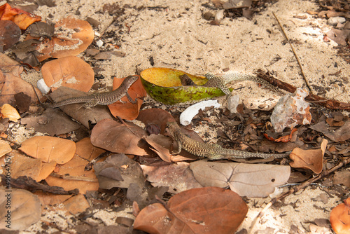 Ameive de PLée de Saint Martin , Lézard, Pholidoscelis plei analiferus, Ile Saint Martin, Petites Antilles photo