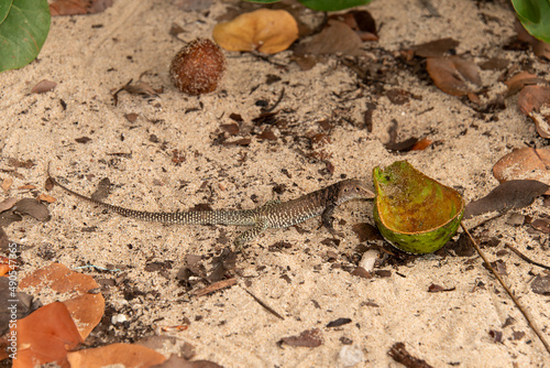 Ameive de PLée de Saint Martin , Lézard, Pholidoscelis plei analiferus, Ile Saint Martin, Petites Antilles photo