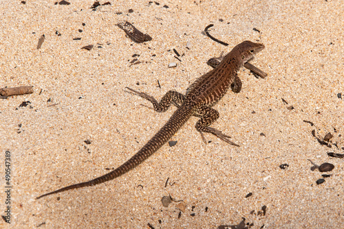 Ameive de PL  e de Saint Martin   L  zard  Pholidoscelis plei analiferus  Ile Saint Martin  Petites Antilles