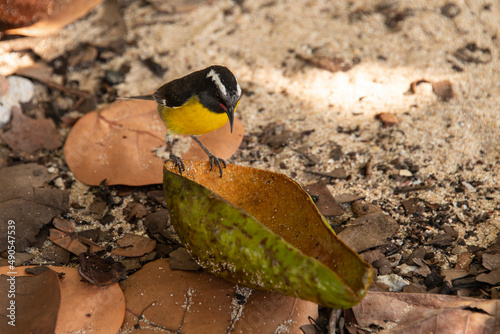 Sucrier à ventre jaune,.Coereba flaveola, Bananaquit photo