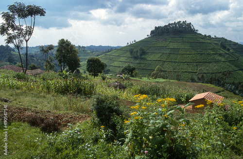 Culture du thé, Burundi, Afrique de l'Est photo