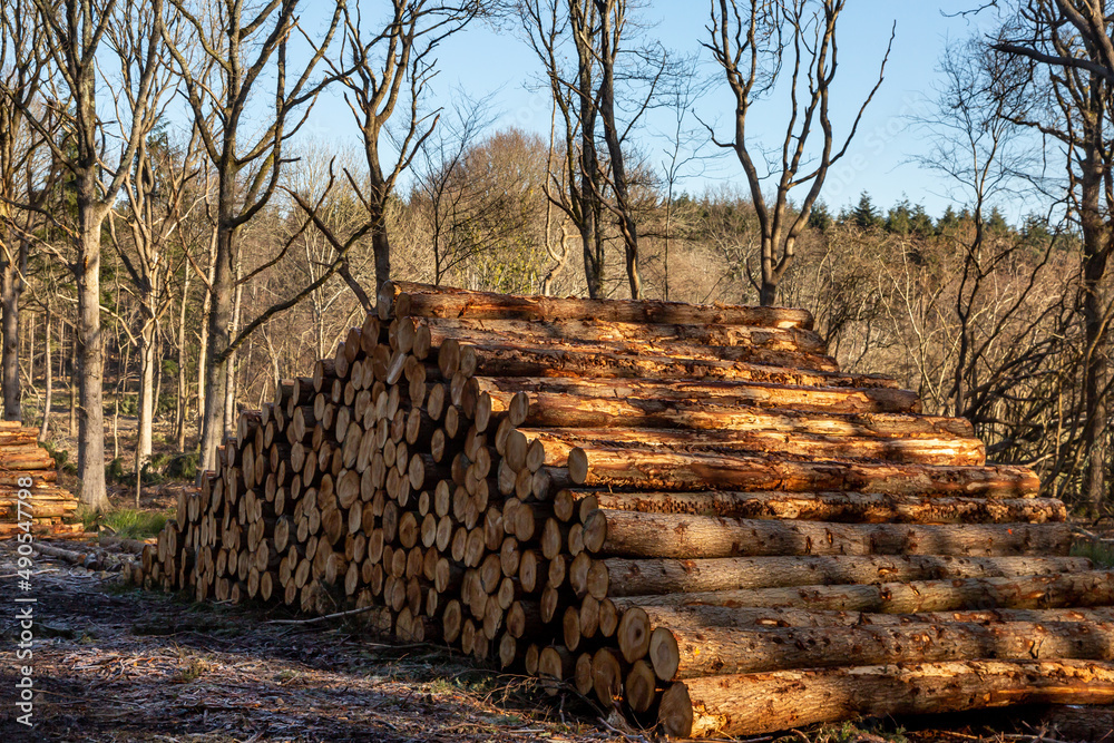 Piles of logs felled from woodland in Sussex