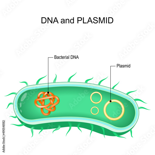 Cross section of bacteria with Bacterial dna and plasmids