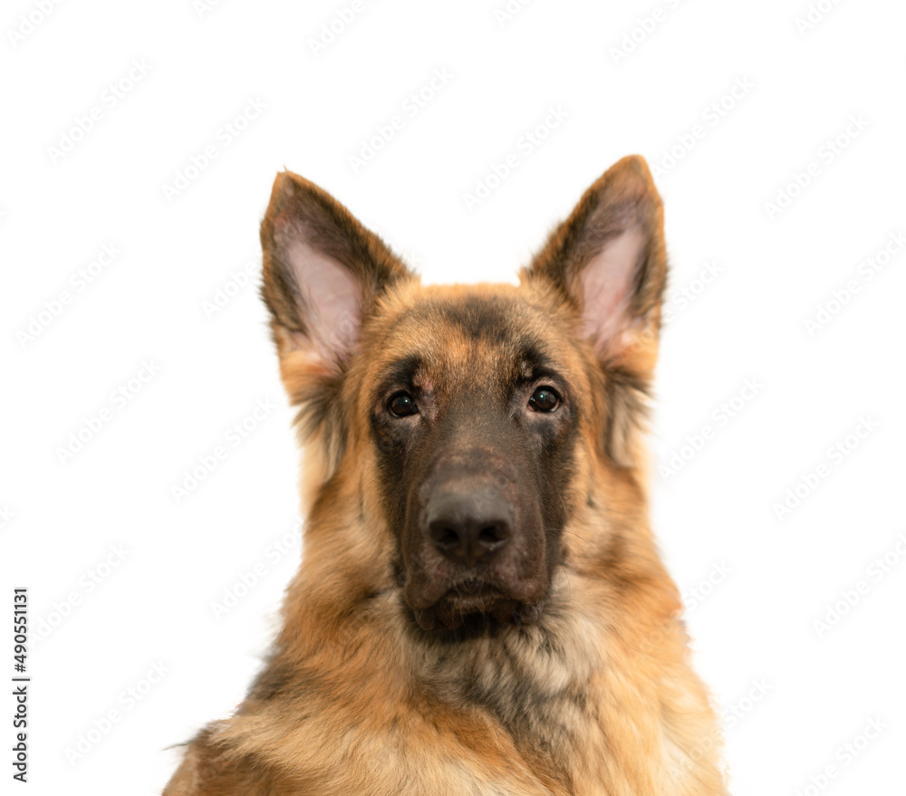 dog portrait looking isolated on white
