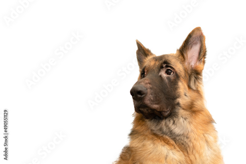 dog portrait looking isolated on white