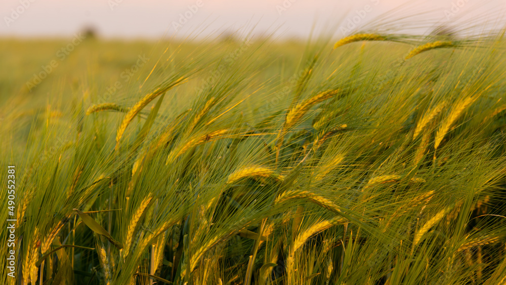Fototapeta premium golden wheat field