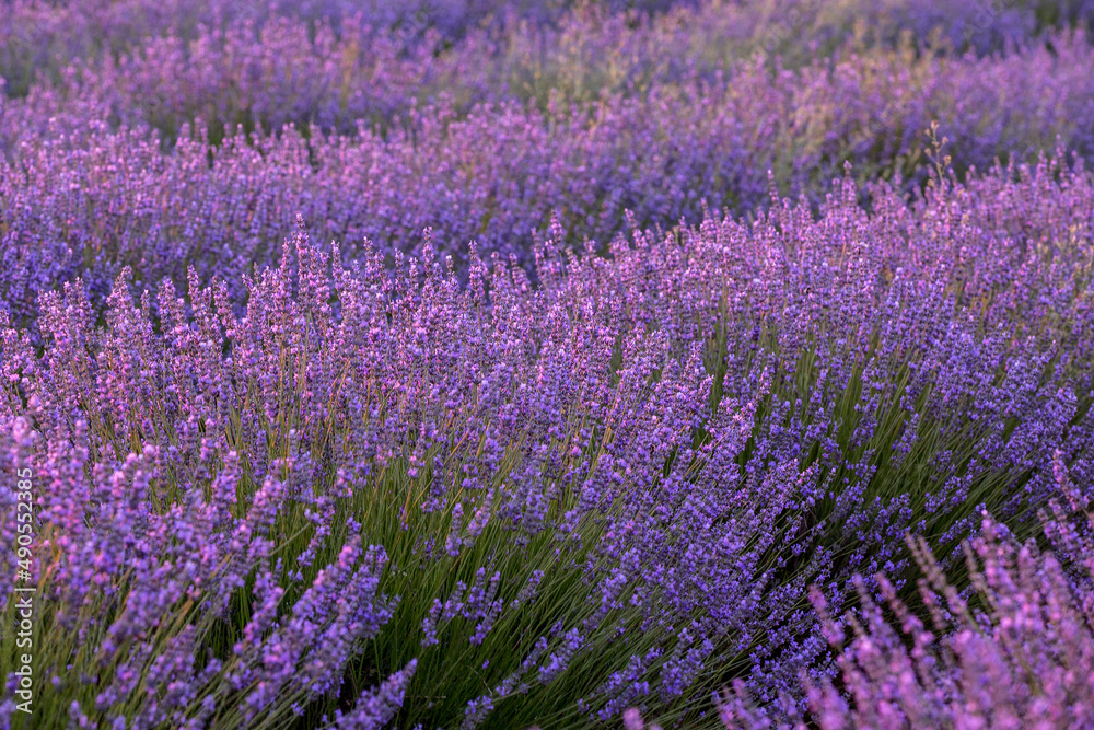 Impressive lavender field in full bloom