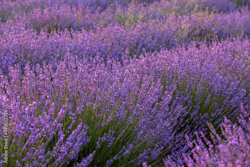 Impressive lavender field in full bloom