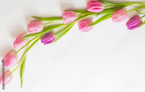 Fototapeta Naklejka Na Ścianę i Meble -  pink tulips on white background