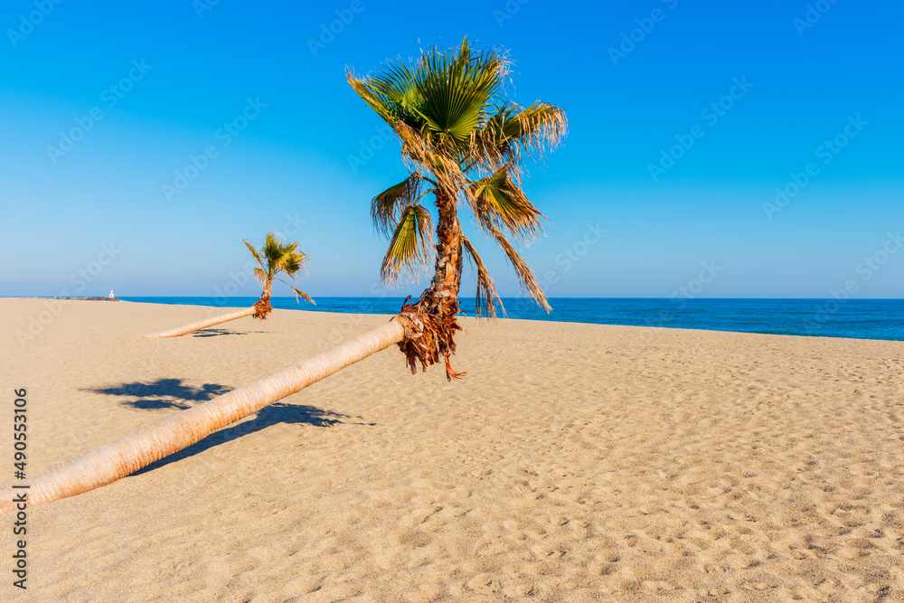 Leaning Palm Trees on a beach in Le Barcarès, Pyrénées-Orientales, Southwestern France