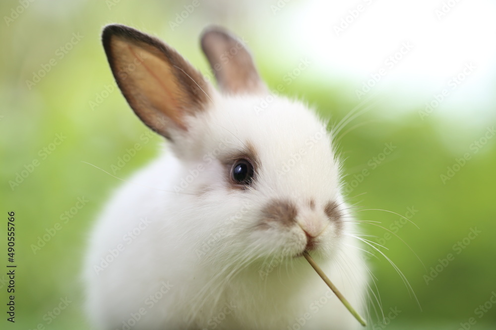 Cute little rabbit on green grass with natural bokeh as background during spring. Young adorable bunny playing in garden. Lovrely pet at park