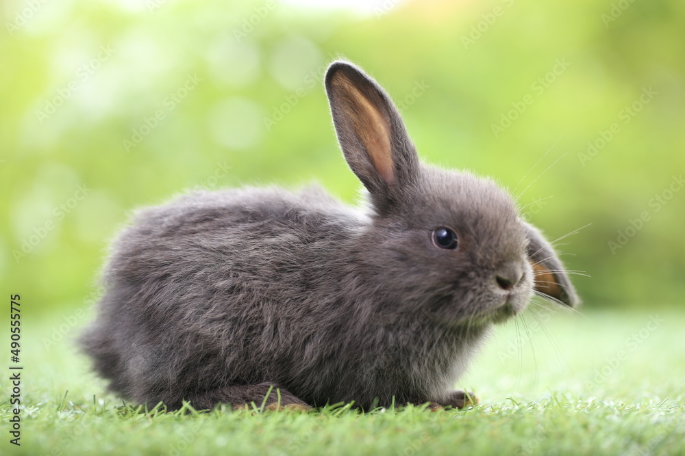 Cute little rabbit on green grass with natural bokeh as background during spring. Young adorable bunny playing in garden. Lovrely pet at park Cute little rabbit on green grass with natural bokeh as background during spring. Young adorable bunny playing in garden. Lovrely pet at park