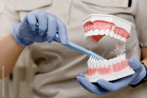 Close-up of the Dentist's hands shows on an artificial jaw how to properly brush your teeth with a toothbrush