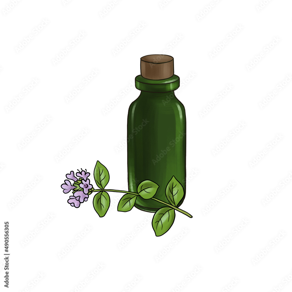 drawing marjoram essential oil, glass bottle and flower, hand drawn illustration drawing marjoram essential oil, glass bottle and flower, hand drawn illustration