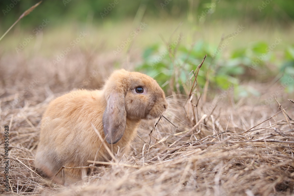 Fototapeta premium Rabbit in green field and farm way. Lovely and lively bunny in nature with happiness. Hare in the forest. Young cute bunny playing in the garden with grass and small flower.