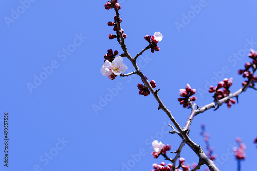 淡いピンクの梅の花の蕾と青い空