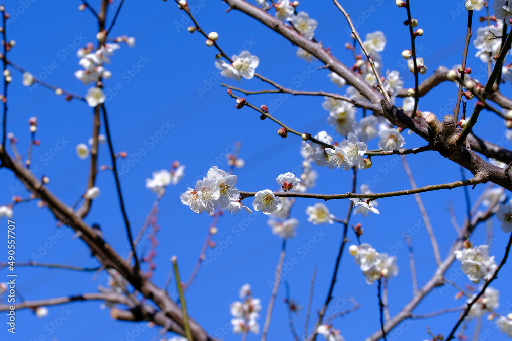 白い梅の花と青い空 白い梅の花と青い空
