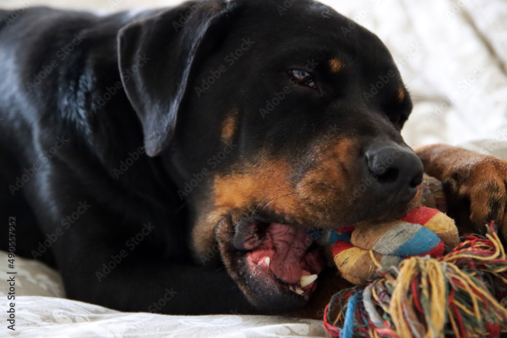 Fototapeta premium Rottweiler dog with its toy close up portrait. Happy pet photo. Dog laying on a bed. 