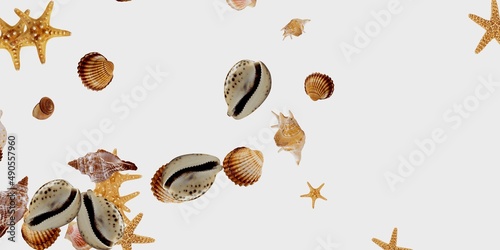 sea shells and others creatures isolated on white background