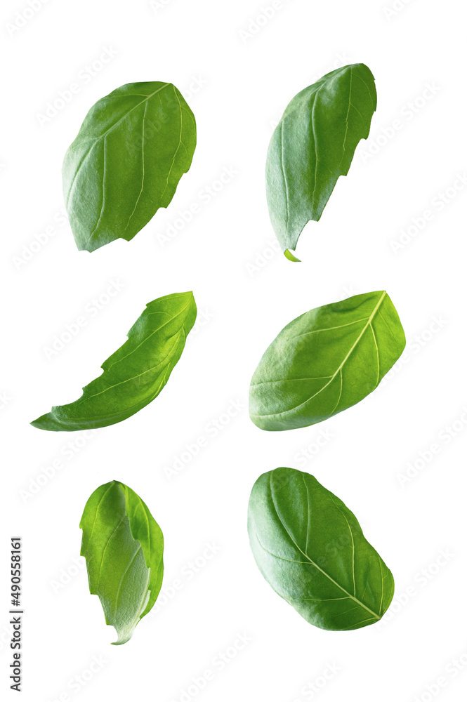 Green fresh basil leaves isolated on white background, levitating basil leaves