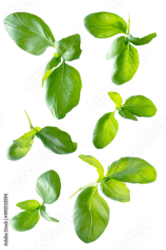 Green fresh basil leaves isolated on white background  levitating basil leaves