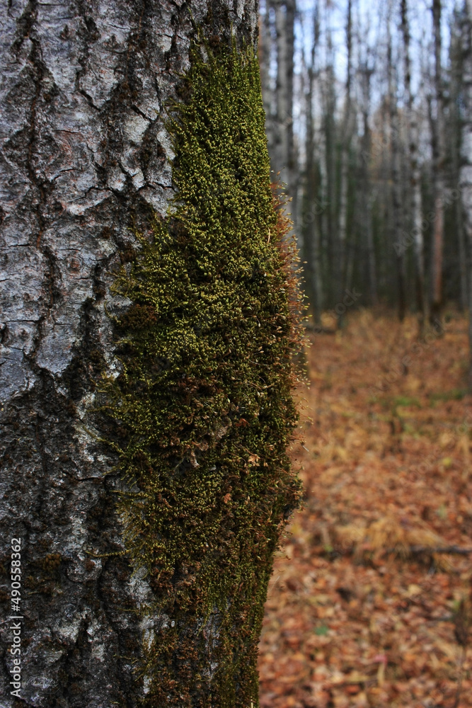 Fototapeta premium Green moss on a birch