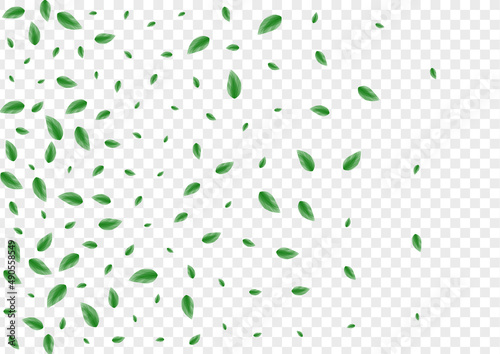 Light Green Foliage Background Transparent Vector. Vegetation Structure Frame. Fresh Texture. Greenish Vivid Design. Plant Blend.