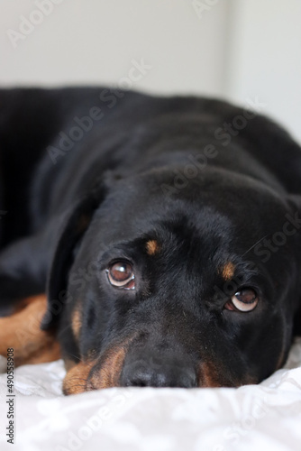 Young Rottweiler dog laying on a bed. Cute pet close up photo. 