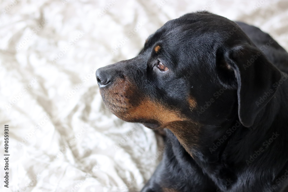 Close up photo of cute black Rottweiler dog on a bed. Dog looking at camera. Close up photo of cute black Rottweiler dog on a bed. Dog looking at camera.