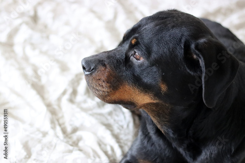 Close up photo of cute black Rottweiler dog on a bed. Dog looking at camera. 
