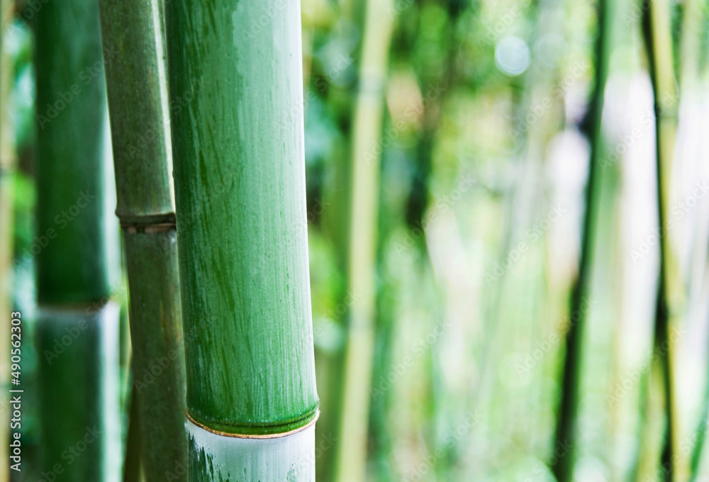 Green bamboo forest for background - obrazy, fototapety, plakaty 