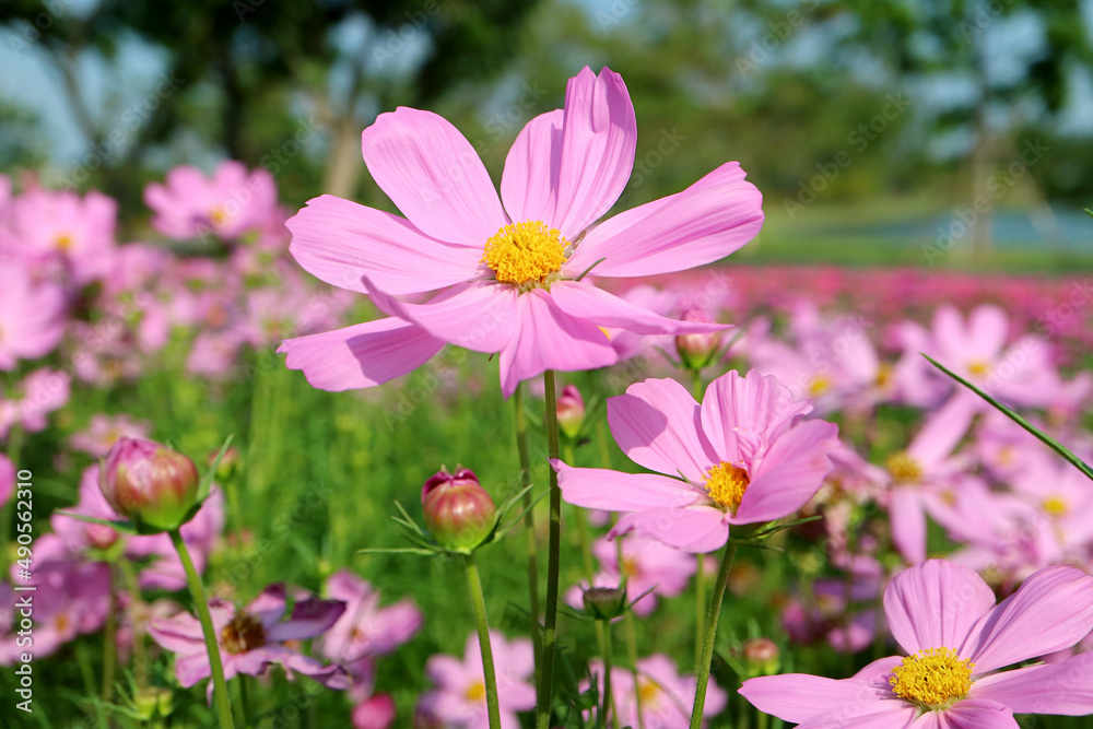 The Field of Blooming Gorgeous Garden Cosmos in the Sunlight The Field of Blooming Gorgeous Garden Cosmos in the Sunlight