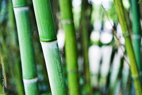 Green bamboo forest for background © xy