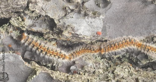 4k video of processionary caterpillars descending from a pine tree online