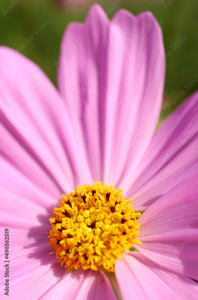Closeup a Stunning Detail of Blossoming Garden Cosmos or Mexican Aster Florets in Sunlight Closeup a Stunning Detail of Blossoming Garden Cosmos or Mexican Aster Florets in Sunlight