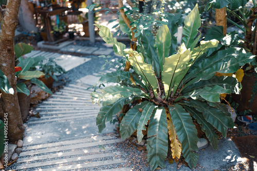 decoration of plant and flo...