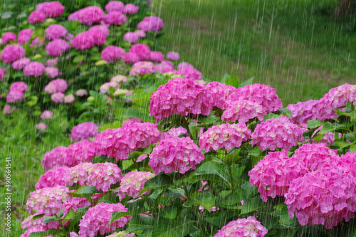 雨とあじいさい 雨を強調