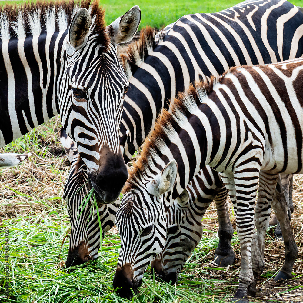 Obraz premium close up, three zebras eating grass.