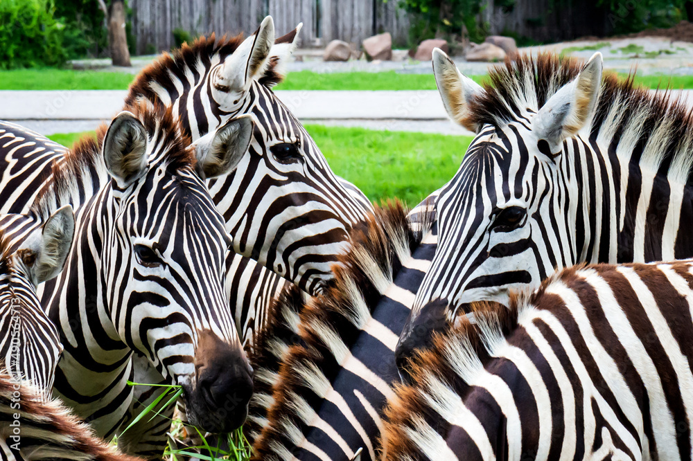 Fototapeta premium close up from a zebra surrounded with black and white stripes in his herd