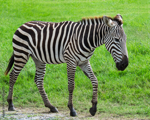 A zebra cub walking in the meadow