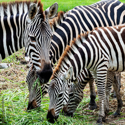 close up  three zebras eating grass.