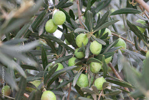 Green olives on an olive tree branch