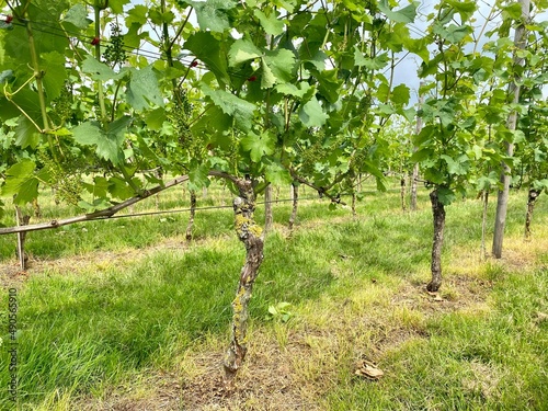 Grapes plants in a vineyard in the Netherlands. photo