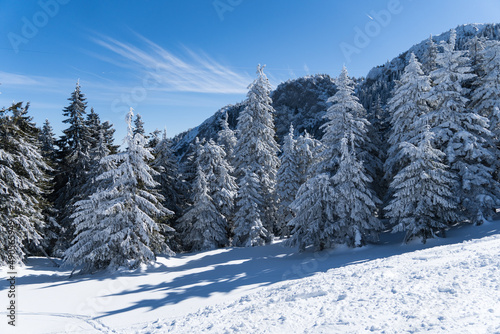 snow covered trees, Postavaru Mountains, Romania  © Ghidu