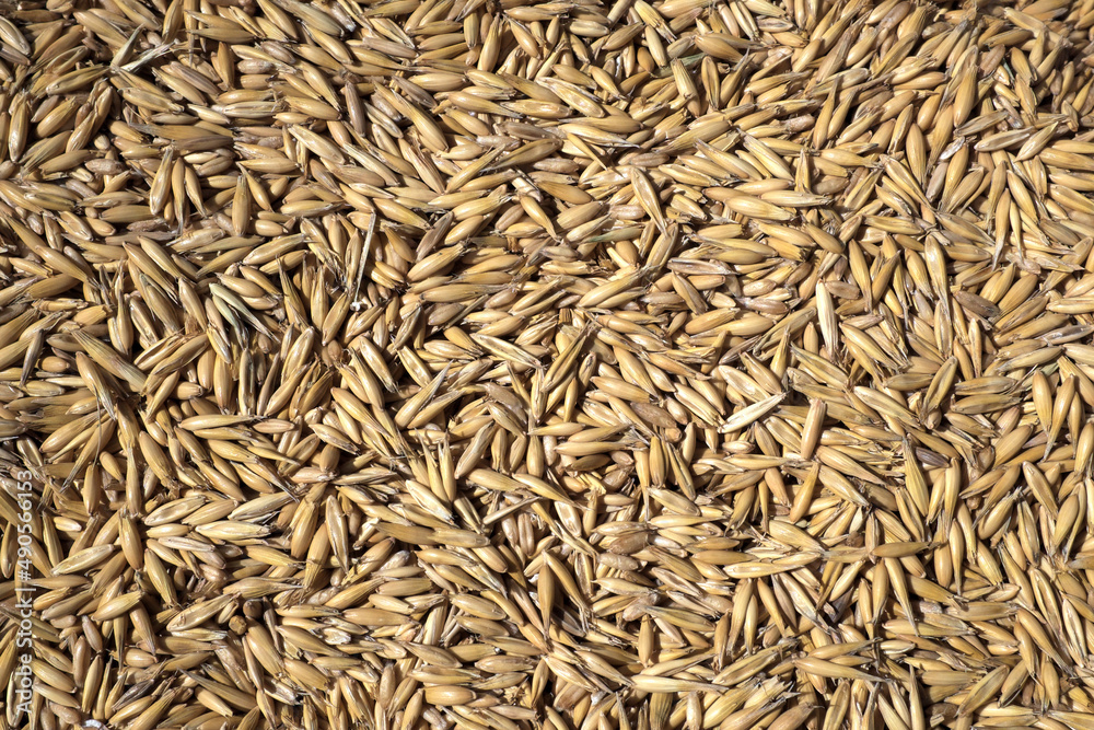 Oat grains at an agricultural market, intended for breeding animals ...