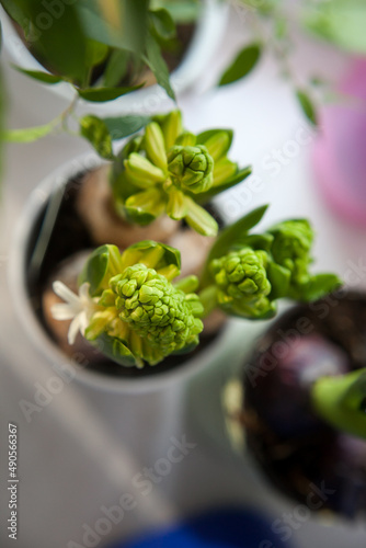 hyacinths bloom in pots on the windowsill